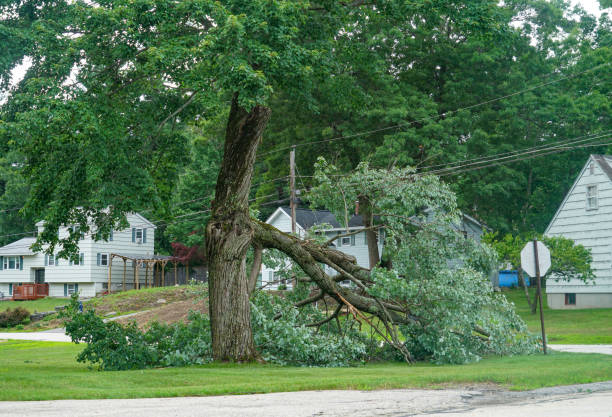 Best Tree Health Inspection  in Golden Grove, SC